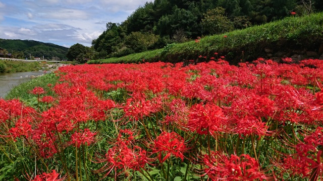 秋限定の真っ赤な絨毯!岡山の彼岸花スポット4選